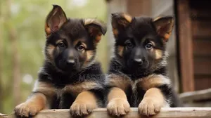 Photo - 1-3 months Female Purebred German Shepherd