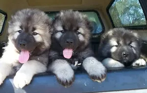 Photo - 1-3 months Male Purebred Caucasian Shepherd