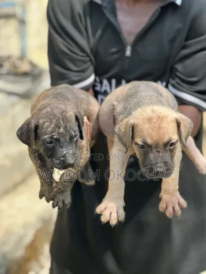 1-3 months Male Purebred Boerboel