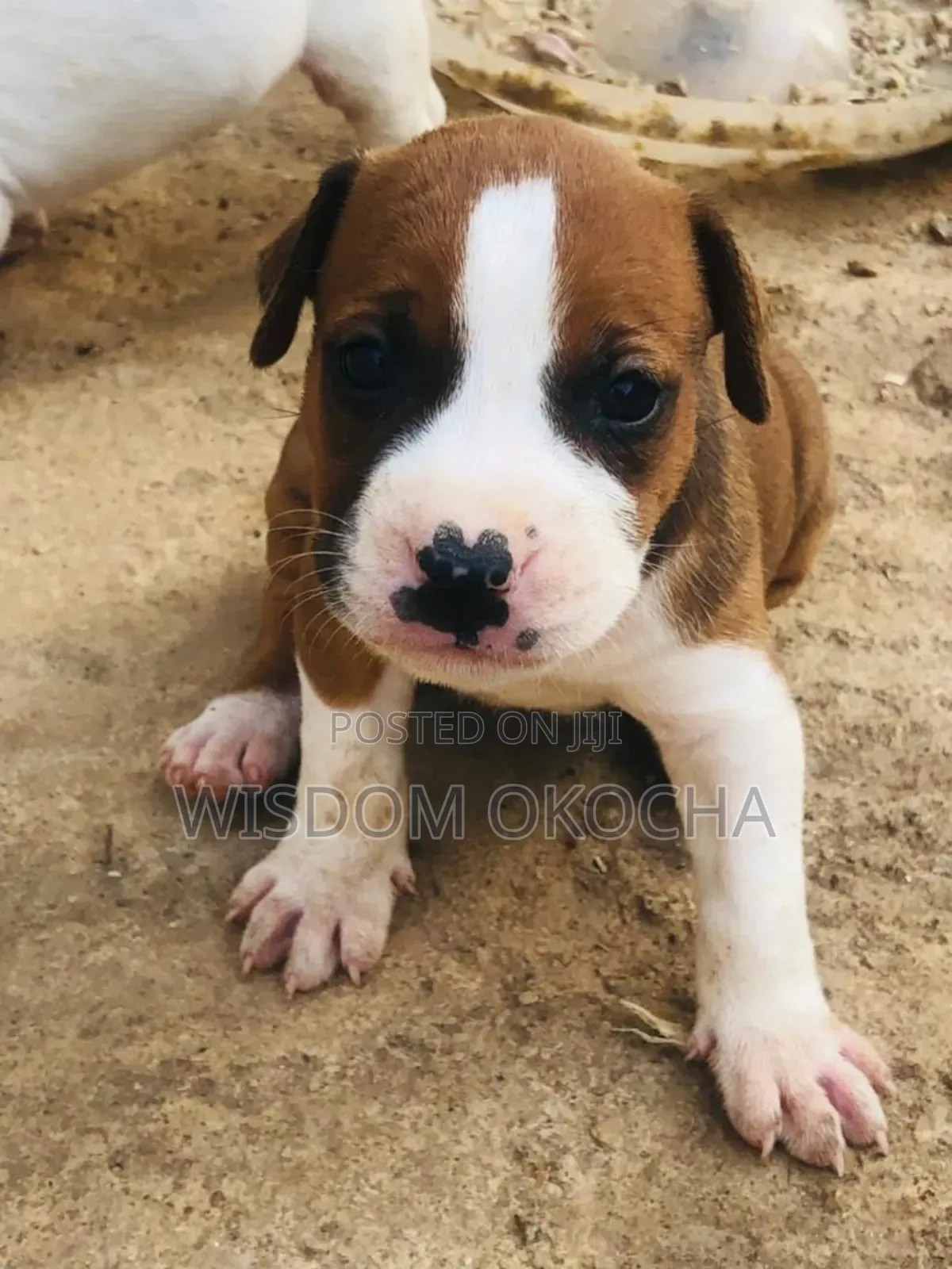 1-3 months Female Purebred American Pit Bull Terrier