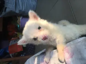 1-3 months Female Purebred American Eskimo