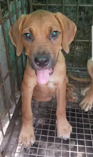 1-3 months Male Purebred Boerboel