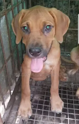 1-3 months Male Purebred Boerboel