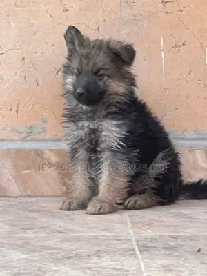 1-3 months Female Purebred German Shepherd