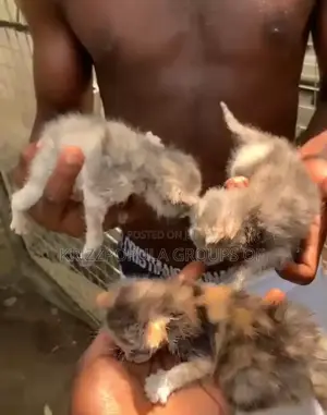 0-1 month Male Purebred Exotic