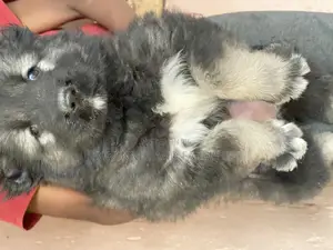 1-3 months Male Purebred Caucasian Shepherd