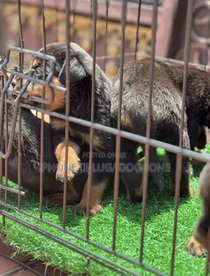 1-3 months Female Purebred Rottweiler