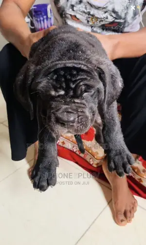 3-6 months Female Purebred Cane Corso