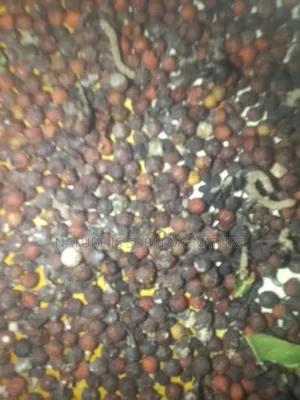 Piper Nigrum Black Pepper Known as Iyere