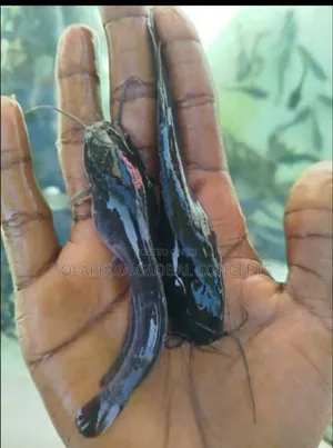 Clarias Juvenile Catfish (1,000pcs)