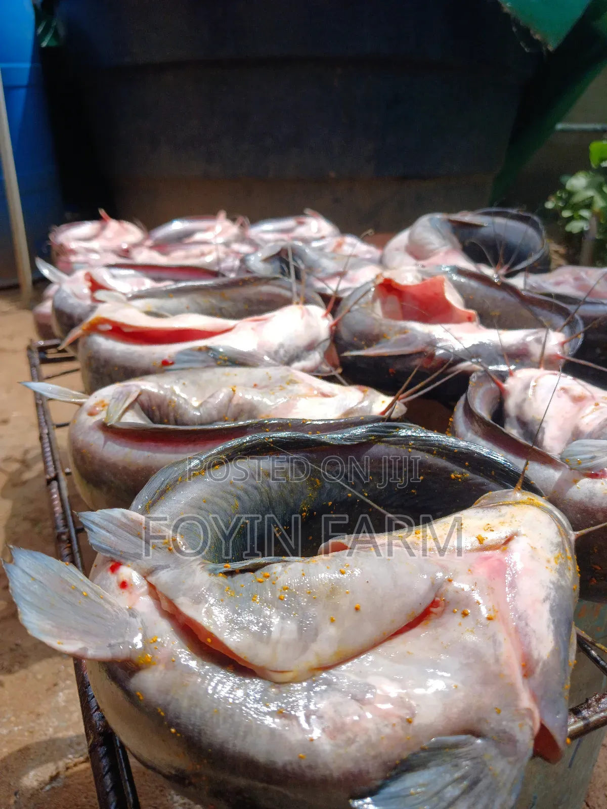 Oven-Dried Catfish