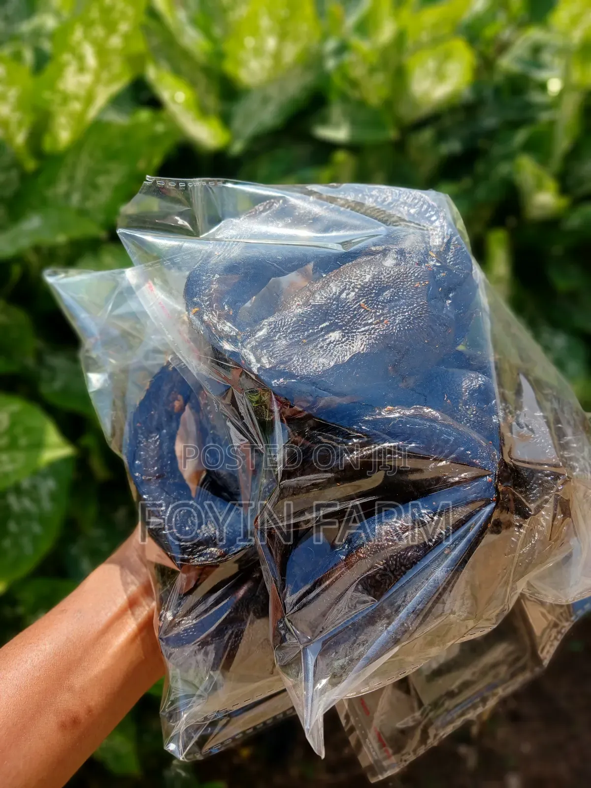 Oven-Dried Catfish