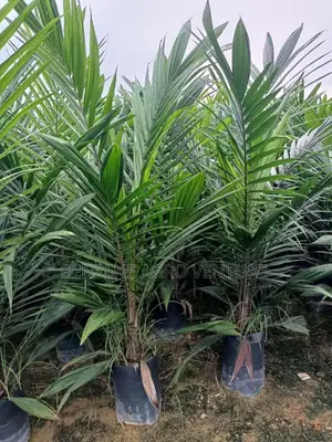 Supergene Palm Seedlings