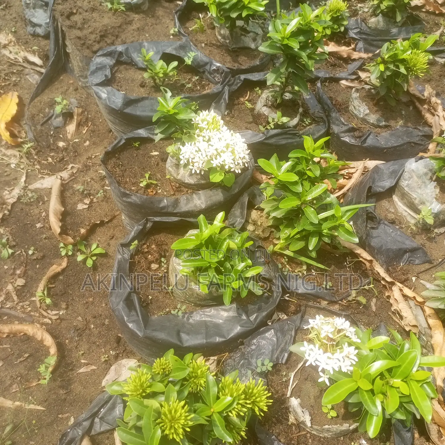 Dwarf Ixora Flower