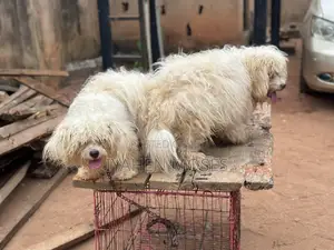 1+ year Male Purebred Lhasa Apso