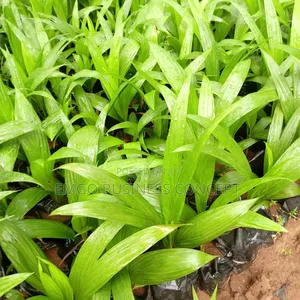 Tenera Hybrid Palms