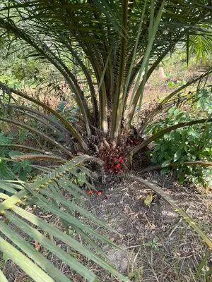 Tenera Oil Palm Seedlings