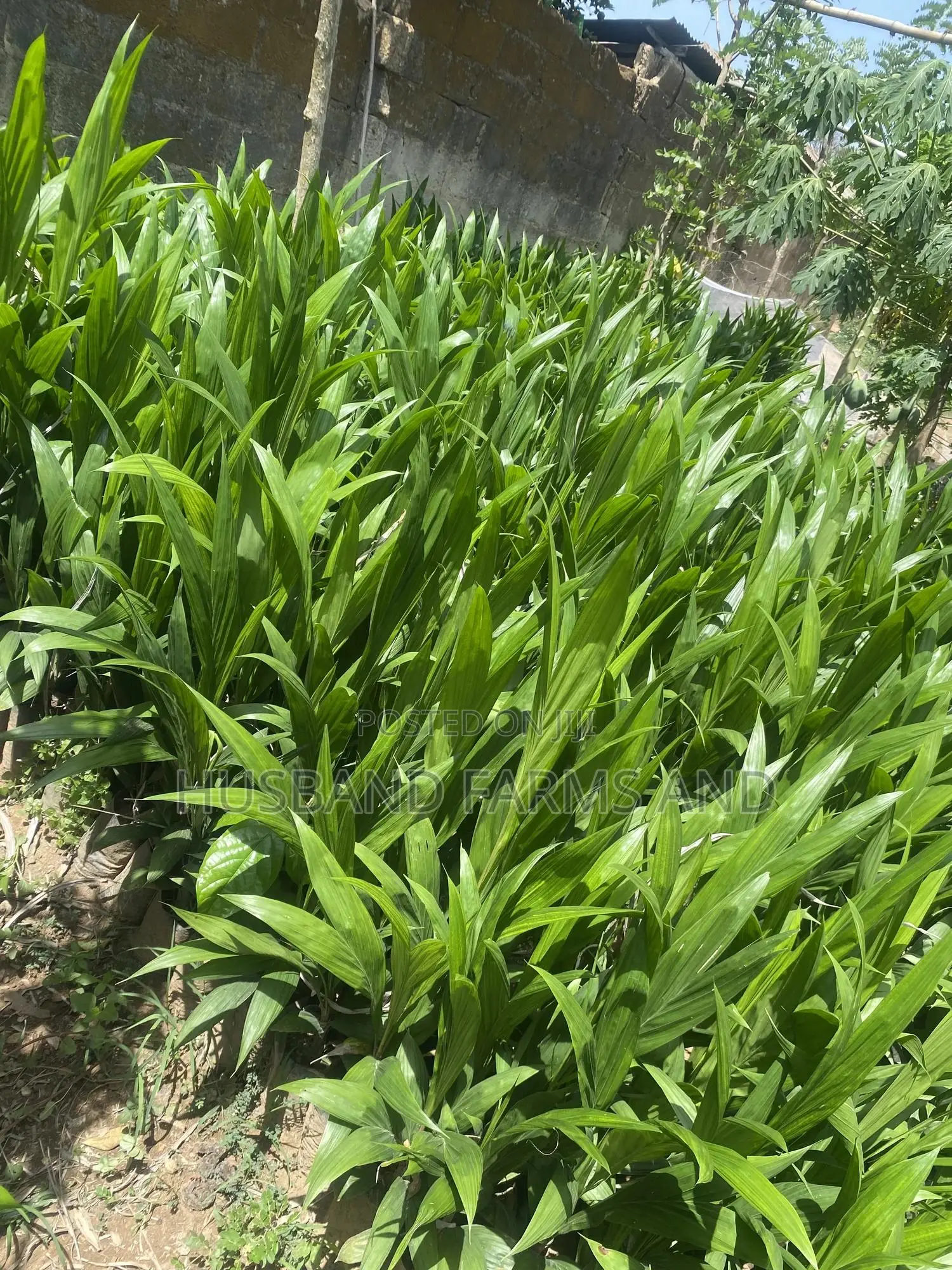 Tenera Oil Palm Seedlings