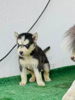 1-3 months Female Purebred Siberian Husky