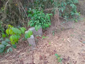 Photo - House Land
