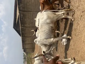 Photo - Healthy Cows