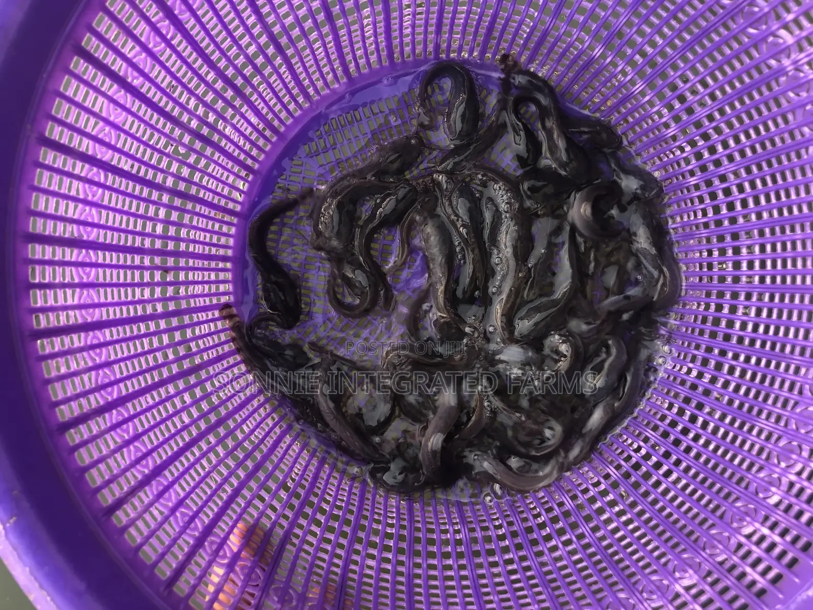 Catfish Juveniles (100 Pcs)