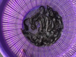 Catfish Juveniles (100 Pcs)
