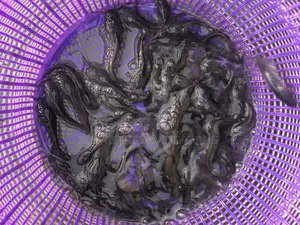 Catfish Juveniles (100 Pcs)