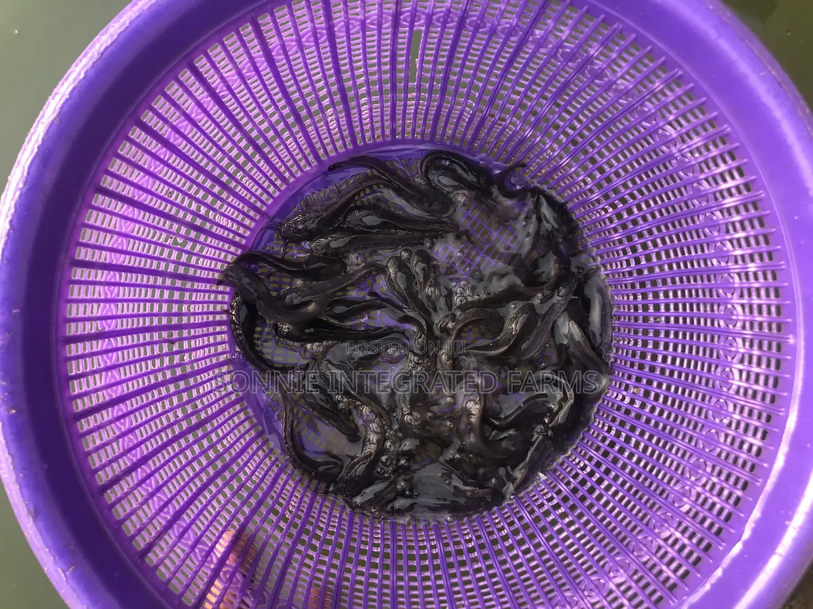Catfish Juveniles (100 Pcs)