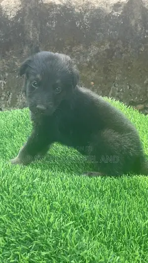 1-3 months Male Purebred German Shepherd