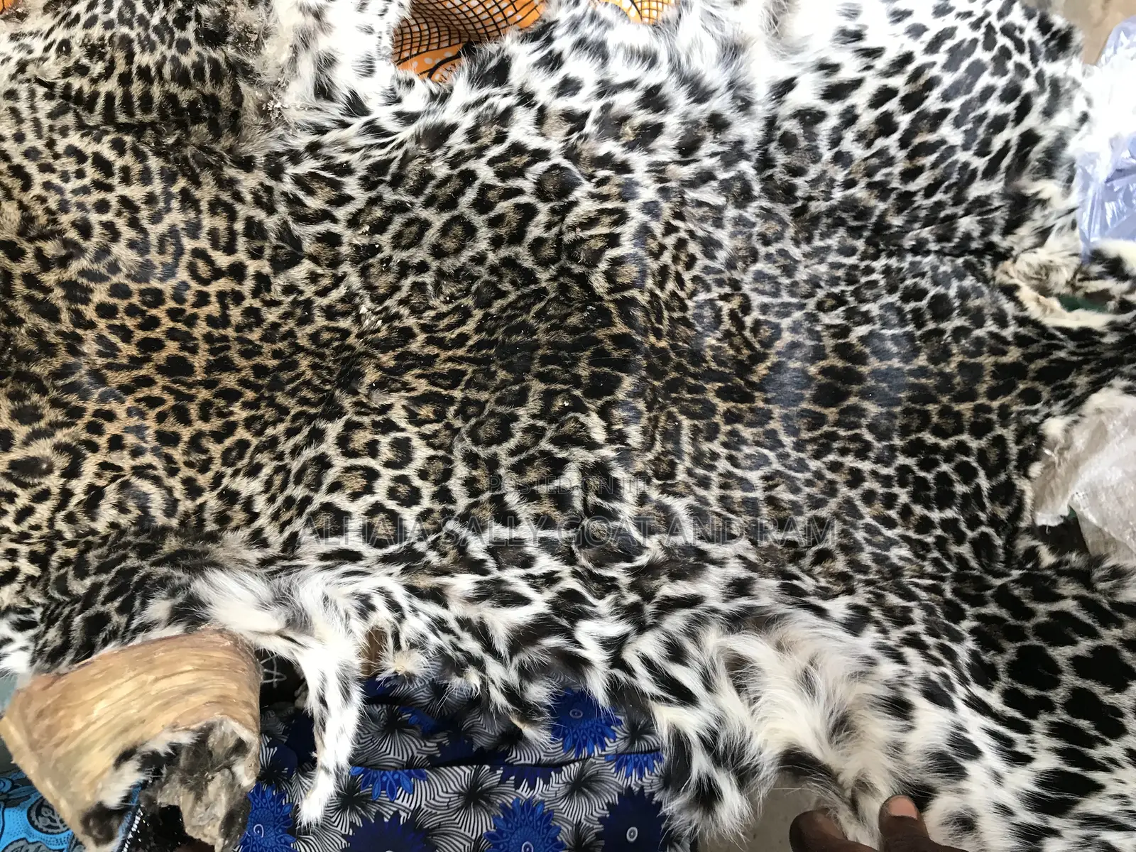 Leopard Skin (Dry)
