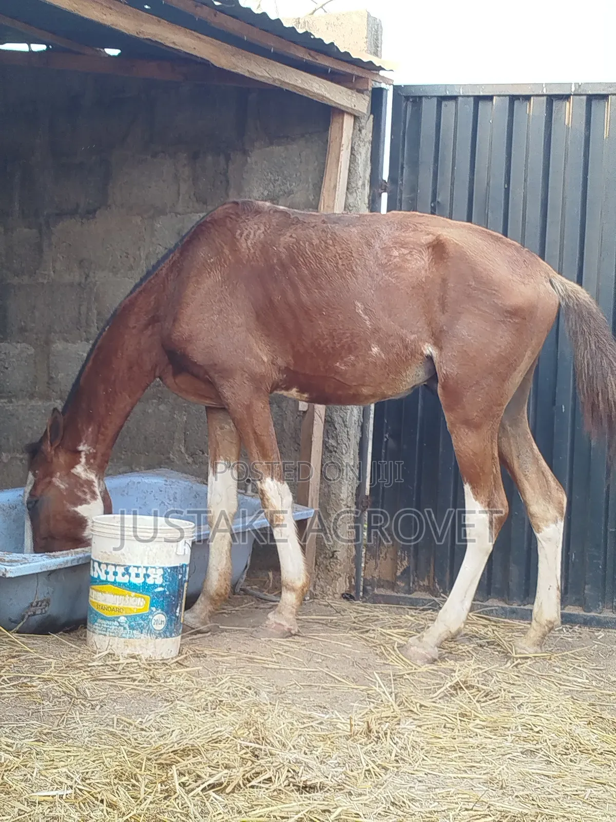 Trained Horse