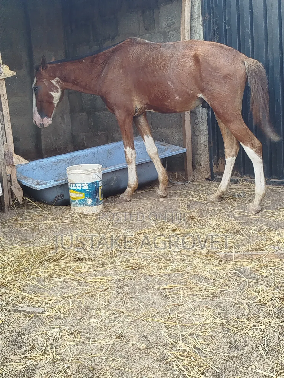 Trained Horse