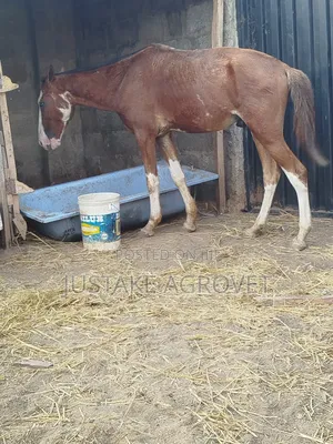 Trained Horse