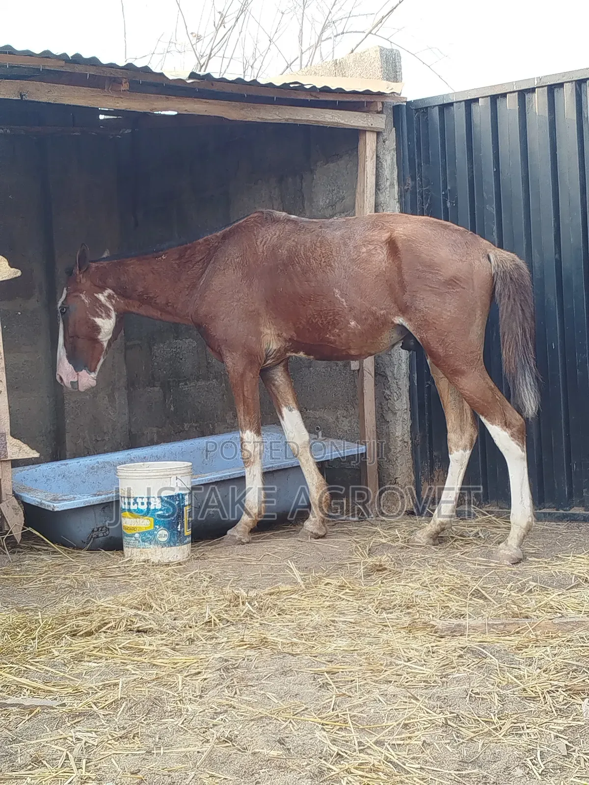 Trained Horse