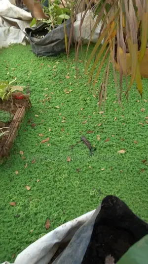 Azolla Seedlings Is Available