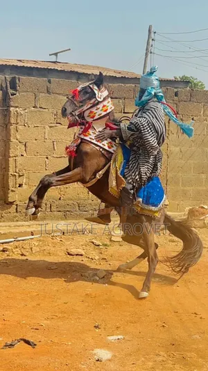 Trained Horse for Sale or Rent