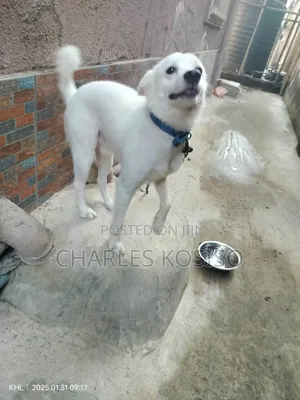 6-12 months Male Purebred American Eskimo