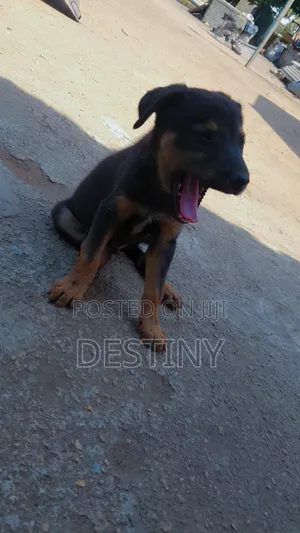 1-3 months Male Purebred German Shepherd