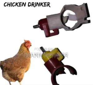 Chicken Drinkers