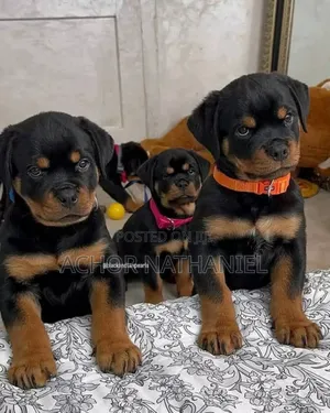 1-3 months Male Purebred Rottweiler