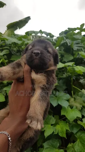 1-3 months Female Purebred German Shepherd