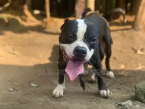 Photo - 1-3 months Male Purebred American Pit Bull Terrier