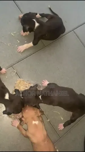 1-3 months Male Purebred American Pit Bull Terrier
