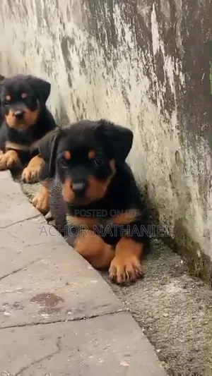 1-3 months Female Purebred Rottweiler