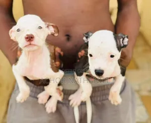 1-3 months Male Purebred American Pit Bull Terrier