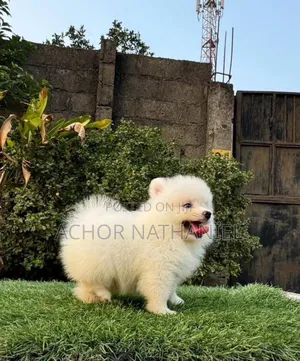 1-3 months Female Purebred Pomeranian