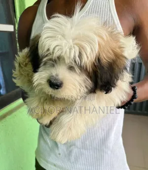 1-3 months Male Purebred Lhasa Apso