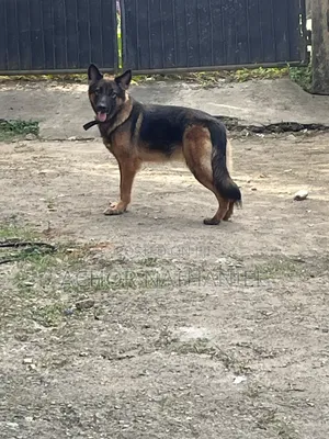 1+ year Female Purebred German Shepherd