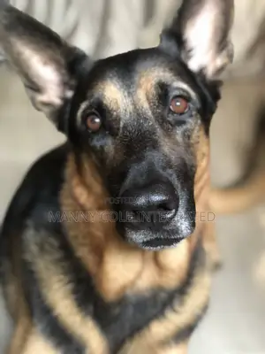 1+ year Male Purebred German Shepherd